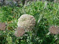 DSC0581 DxO  Daucus gummifer- Carotte à gomme