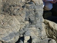 DSC0599 DxO  Une enclave dans les gneiss oeillés. Elle appartient à la formation sédimentaire que le protolithe des gneiss oeillés a intrudé. Ce sont des paragneiss migmatitiques encore plus anciens que les gneiss oeillés. Les filons roses qui recoupent les deux formations sont plus récents.