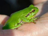 DSC0675 DxO  Un peu de zoologie