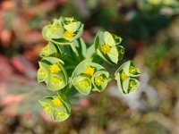 DSC0679 DxO  Un cyathe : une fleur femelle et des étamines qui sont chacune l&#39;équivalent d&#39;une fleur mâle