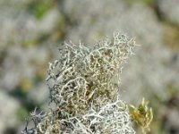 DSC0684 DxO  Cladonia endivefolia