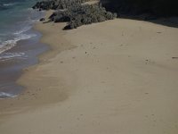 DSC6193  De retour vers le parking, un vol de courlis s&#39;abbat sur la plage.