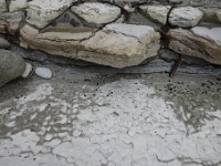 DSC1640  Au niveau du couteau, marnes hémipélagiques de décantation dans l&#39;océan, sédimentation normale entre deux avalanches turbiditiques