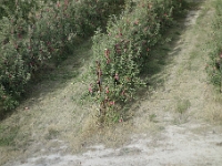 DSC1838