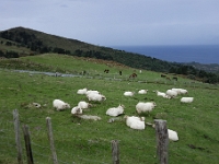 DSC2000