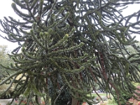 DSC2119  Un araucaria