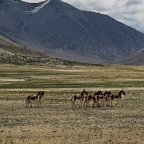 IMG_0721_raw