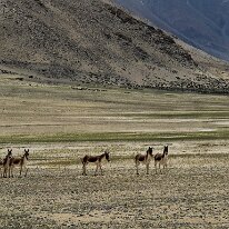 IMG_0722_raw