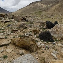 IMG_0730_raw
