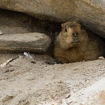 IMG_0900_raw