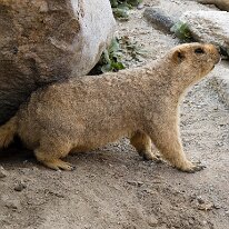 IMG_0909_raw