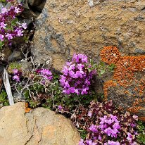 IMG_1164_raw
