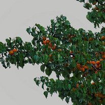 IMG_1446_raw