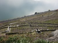 DSC3483  ...et les vignobles de Lanvaux à l'ouest de Lausanne, classés au patrimoine mondial de l'Unesco