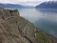 DSC3488  Vignoble de Lavaux