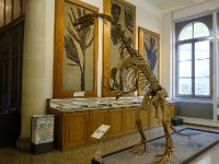 DSC3374  Le Platéosaure de Frick (canton d'Argovie), Plateosaurus engelhardti, Prosauropode - 215-200 Ma, herbivore. C'est le seul dinosaure complet trouvé en Suisse (réplique).