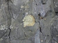 DSC7985  Une fracture affecte le nodule de péridotite et le basalte sans discontinuité donc les deux étaient solides quand la fracture s'est produite.