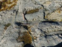DSC0289 DxO  Des pillows sur l'estran.