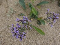DSC4228  La lavande de mer, Limonium vulgare