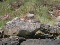 IMGP1573  Trous de forage dans la dolérite réalisés par des géophysiciens afin d'effectuer des mesures de paléomagnétisme.