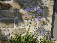 DSC6784  Agapanthes