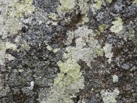 DSC6887  Les menhirs sont recouverts de lichens.