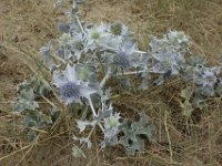 DSC6902  Panicaut maritime, Eryngium maritimum-Apiacées