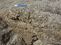 DSC9885  Granite de Plouescat caractérisé par ses feldspaths en "dents de cheval"