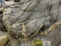 DSC0138  Filon de pegmatite granodioritique dans le gneiss de Brest