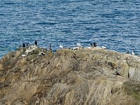 DSC2259 DxO  Cormorans et goélands sur les orthogneiss de Brest