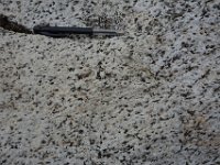 _DSC2900 La trondhjémite est une roche magmatique caractérisée par une très faible teneur en feldspath potassique. Elle contient des plagioclases calco-sodiques, du…