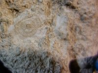 DSC2496 DxO  Calcaire à Orbitolites complanatus, fin du Lutétien moyen, pierre de Vergelés (échantillon exposé)