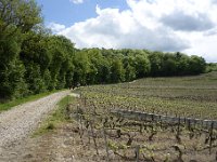 DSC2124  Arrêt 4 : Mailly-Champagne. Sentier pédagogique de la Montagne de Reims.