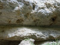 DSC2136  Un niveau de marnes grises dans les grès à Microcodium, microorganismes  qui se développaient sur les sols et dont il ne reste que les prismes isolés constituant leur paroi calcaire.