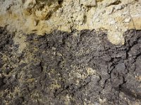 DSC2137  Niveau à lignite. Les végétaux qu'il contient  témoignent de la présence de mangroves sous climat tropical à l'Yprésien.Le lignite était utilisé pour amender les champs de vigne en fer.