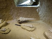 DSC2156  Les cérithes et autres fossiles (300 espèces au total) ont été dégagés et disposés dans des niches tout au long du parcours.