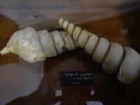 DSC2178  Petit musée : un moule interne de Campanile giganteum