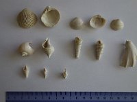 DSC2184  Arty- Lutétien moyen : Bivalves : Venericardia (Cardita) planicosta- Tellina ; Gastéropodes :  Natica, Ficus tricarinatus, Haustator (Turitella) imbricatarius,  Sigmesalia (Turitella) multisulcata, un fragment de coquille, 2 Clavilithes, Diastoma costellatum