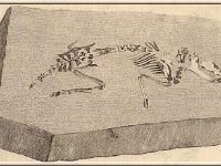 sarigue  La Sarigue, Didelphys cuvieri, fosile de Marsupial découvert par Cuvier (1769-1832) dans le gypse de Montmartre.