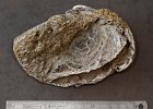 DSC8616  Gryphaea dilatata incrustée dans  le calcaire dAuberville- Bivalve- Oxfordien moyen- Villers-sur-mer.