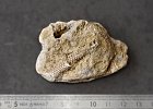 DSC8620  Radioles d&#39;Oursin- Echinoderme- Villers-sur-mer.