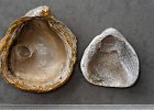 DSC8636  Gryphaea dilatata- Bivalves- Villers-sur-Mer. A gauche, la coquille est conservée. A droite, elle est épigénisée en calcaire.
