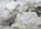 IMG 0771