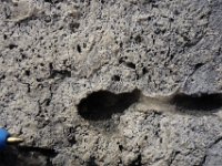 Le calcaire de Château-Landon du Ludien, Eocène est un calcaire lacustre, très résistant. Il reste blanc s&#39;il est exposé à la pluie. Les parties non exposées noircissent comme tout autre calcaire. Les vides plus ou moins allongés correspondent à d&#39;anciennes traces de racines.
