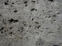 Nombreux moules externes et internes de Cérithes (Gastéropodes)